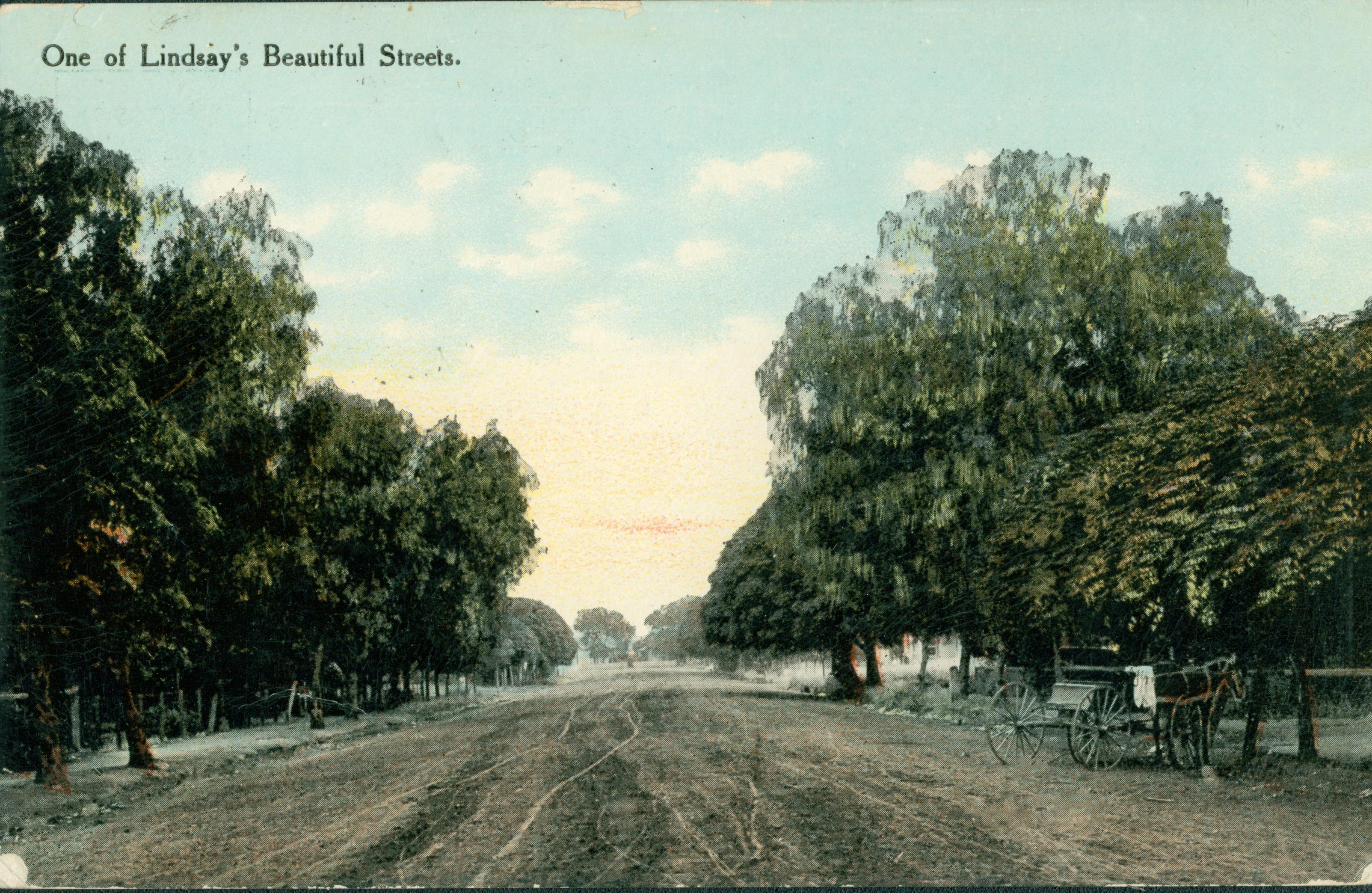 Shows a street in Lindsay lined by trees